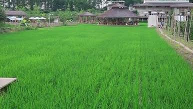 绿色稻田水稻生长实拍视频4K视频的预览图